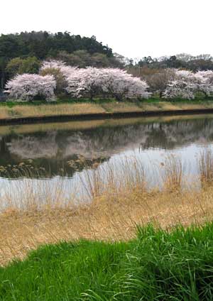 花見川沿いの桜